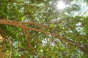 green tree forming a natural background on a summer day photo