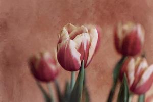 delicate spring yellow-red tulip in close-up on background photo