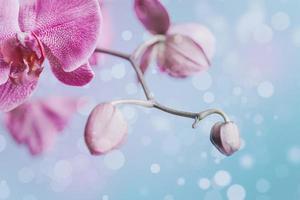 pink delicate blooming orchid on blue bokeh background photo