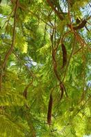 verde árbol formando un natural antecedentes en un verano día foto