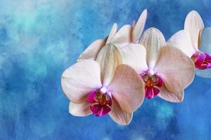 yellow orchid on a blue background in close-up photo