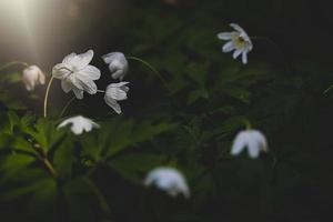 little white anemone on a background of green leaves in the woods in the rays of the spring sun photo