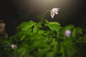 little white anemone on a background of green leaves in the woods in the rays of the spring sun photo