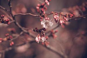 primavera árbol floreciente en rosado en de cerca al aire libre en el calentar Brillo Solar foto