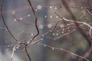 raindrops on a branch of a leafless tree in close-up in January photo