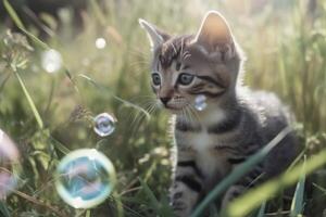 A cute kitten plays with soap bubbles in the flat grass created with technology. photo