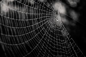 pequeño delicado agua gotas en un araña web en de cerca en un brumoso día foto