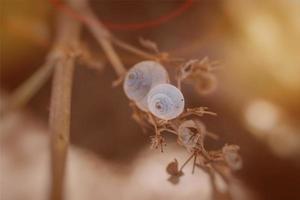 pequeño caracol cáscara en de cerca en un marrón antecedentes foto