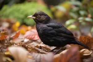 A blackbird in the garden that keeps order created with technology. photo