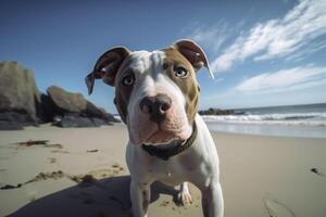 Pit bull on the beach. . photo