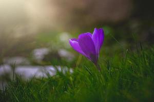 spring flowers crocuses in the garden in the warm rays of the afternoon sun photo