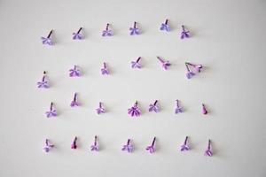 purple lilac flowers lying on a white isolated background in close-up photo