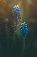 sapphires growing in the spring garden photo