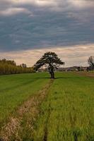 calm spring landscape with a lonely tree growing on a field of young grain on a cloudy spring day photo