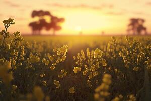 un campo de amarillo flores con el Dom ajuste en el fondo, generativo ai foto