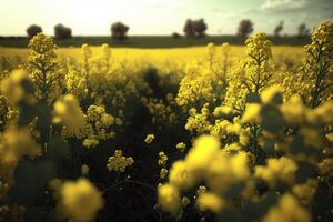 un campo lleno de amarillo flores debajo un azul cielo, generativo ai foto