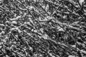 original winter background with plants and branches covered with fresh white snow photo