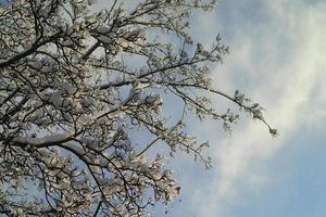 antecedentes con árbol ramas cubierto con Fresco nieve blanca foto