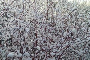 antecedentes con árbol ramas cubierto con Fresco nieve blanca foto