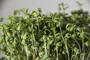 home breeding of green cress in a dark blue cup for Easter photo