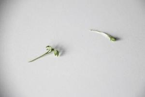 two delicate twigs of cress lying on the white background before Easter photo