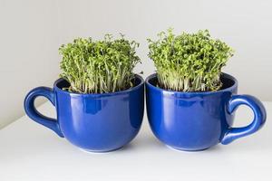 home breeding of green cress in a dark blue cup for Easter photo