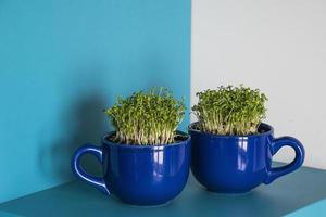 home breeding of green cress in a dark blue cup for Easter photo