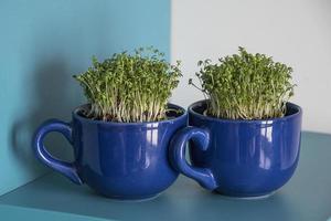 home breeding of green cress in a dark blue cup for Easter photo