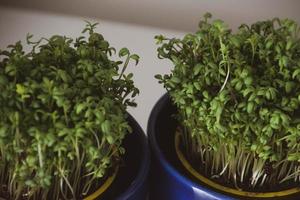 home breeding of green cress in a dark blue cup for Easter photo