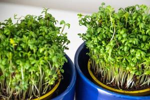 home breeding of green cress in a dark blue cup for Easter photo