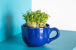 home breeding of green cress in a dark blue cup for Easter photo