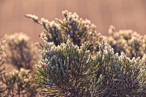 frosted twig of coniferous tree in the morning sun photo