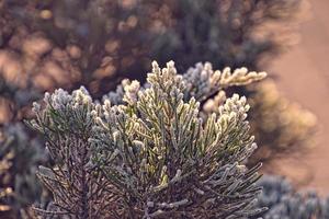 frosted twig of coniferous tree in the morning sun photo