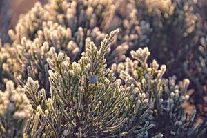 frosted twig of coniferous tree in the morning sun photo