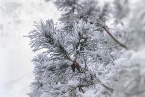 winter twig of coniferous tree covered with white fresh snow on a cold day photo