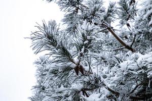 winter twig of coniferous tree covered with white fresh snow on a cold day photo