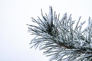 winter twig of coniferous tree covered with white fresh snow on a cold day photo