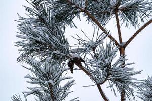 winter twig of coniferous tree covered with white fresh snow on a cold day photo