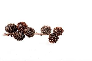 Decorative brown twig with cone isolated on a white background photo