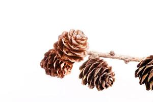 Decorative brown twig with cone isolated on a white background photo