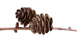 Decorative brown twig with cone isolated on a white background photo