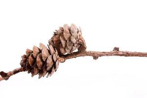 Decorative brown twig with cone isolated on a white background photo