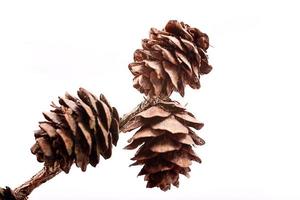 Decorative brown twig with cone isolated on a white background photo