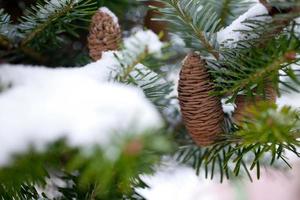 Big Pine Cone on the tree covered with snow photo