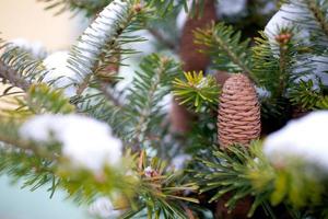 Big Pine Cone on the tree covered with snow photo