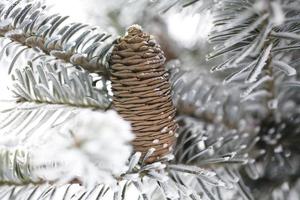 Big Pine Cone on the tree covered with snow photo