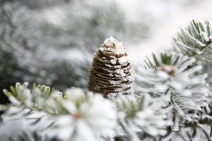 Big Pine Cone on the tree covered with snow photo