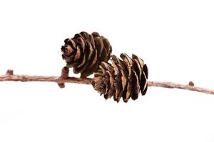 Decorative brown twig with cone isolated on a white background photo