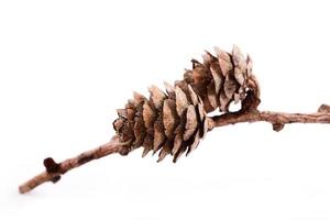 Decorative brown twig with cone isolated on a white background photo