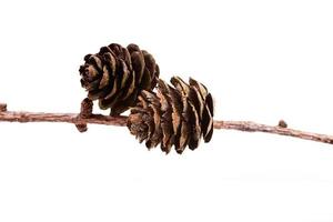 Decorative brown twig with cone isolated on a white background photo